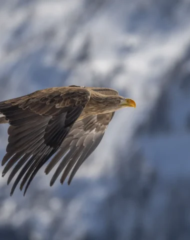 La faune sous son manteau de neige