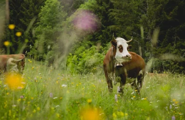 Lorsque Morzine et la nature ne font qu’un!