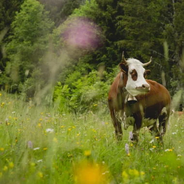 Lorsque Morzine et la nature ne font qu’un!