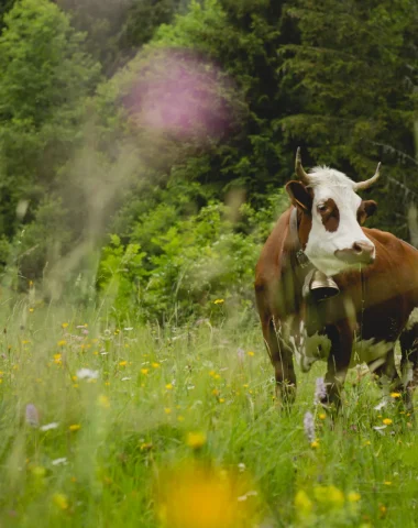 Lorsque Morzine et la nature ne font qu’un!